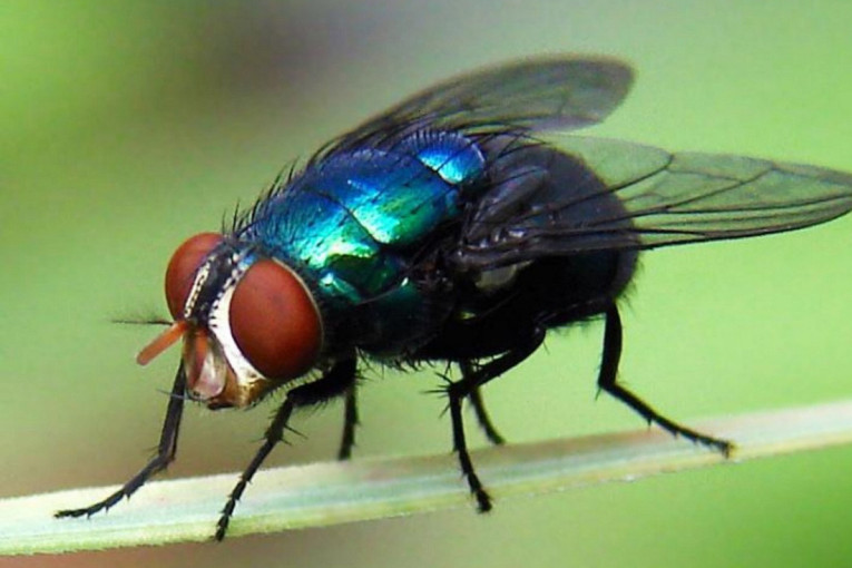 Opasan parazit stigao u SAD! Čovek zaražen crvom koji proždire živo tkivo