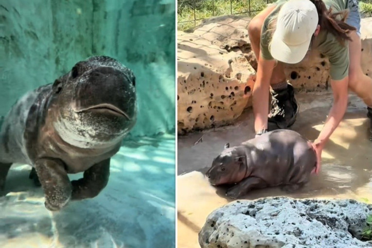 Internet je poludeo za Marsom, bebom patuljastog nilskog konja koja je zasenila čak i čuvenog Mo Danga! (VIDEO)