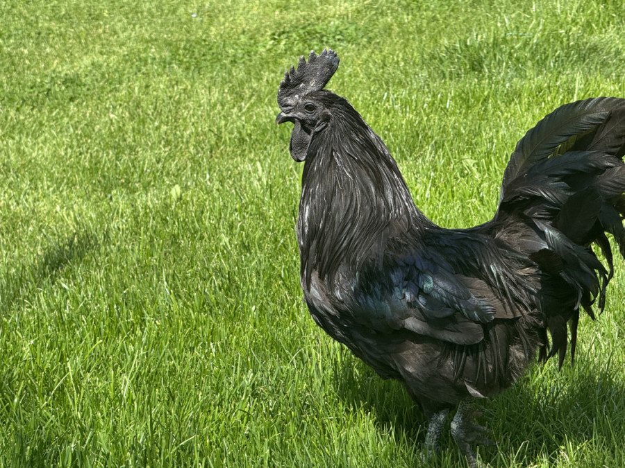 Ovo je perje zlata vredno: Mujo iz Novog Pazara čuva najskuplje kokoške na svetu, kod njih je sve crno – i oko, i hober i meso (FOTO/VIDEO)