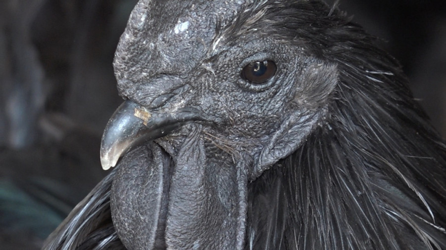 Ovo je perje zlata vredno: Mujo iz Novog Pazara čuva najskuplje kokoške na svetu, kod njih je sve crno – i oko, i hober i meso (FOTO/VIDEO)