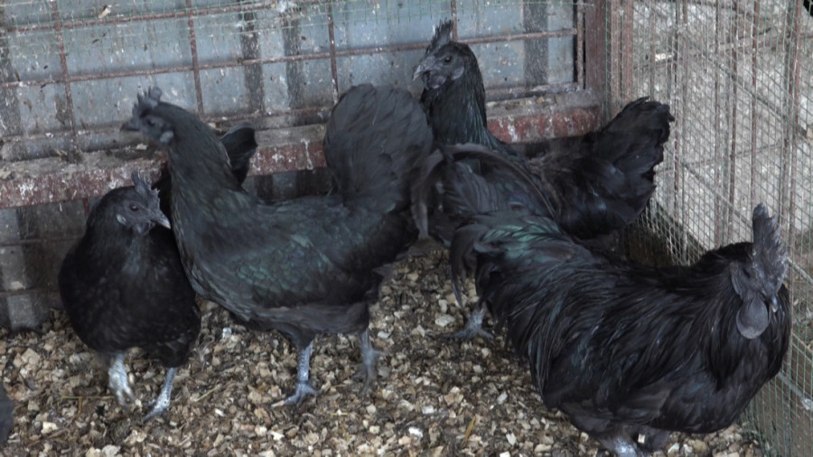 Ovo je perje zlata vredno: Mujo iz Novog Pazara čuva najskuplje kokoške na svetu, kod njih je sve crno – i oko, i hober i meso (FOTO/VIDEO)