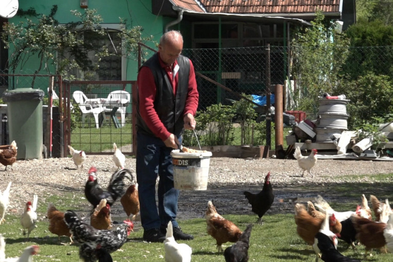 Ovo je perje zlata vredno: Mujo iz Novog Pazara čuva najskuplje kokoške na svetu, kod njih je sve crno – i oko, i hober i meso (FOTO/VIDEO)