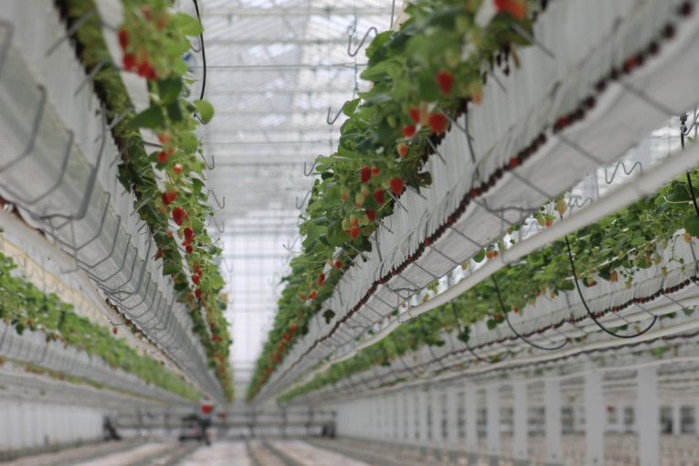 A što ne bismo uzgajali uvis?