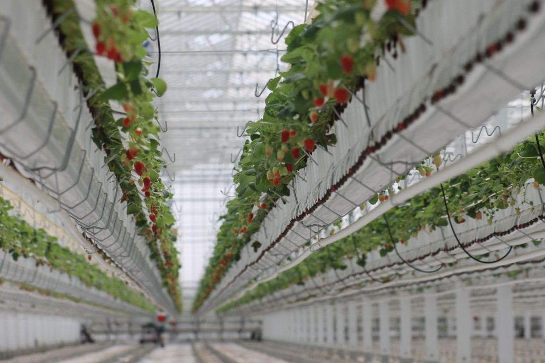 Berze porasle, brent pao na 67 dolara