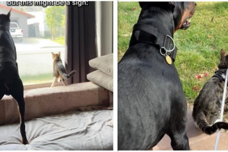 Vlasnici su mislili da će doberman štititi mačka, a dogodilo se nešto neočekivano: Opasniji je od imena koje s ponosom nosi (VIDEO)