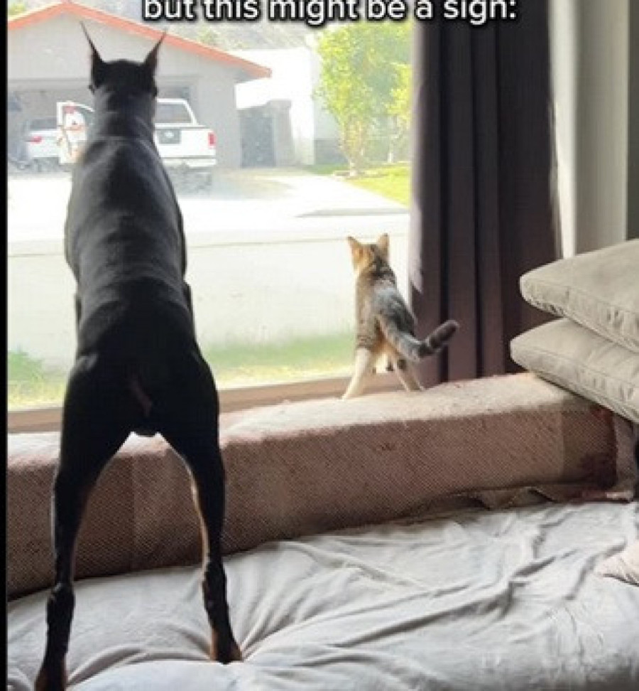 Vlasnici su mislili da će doberman štititi mačka, a dogodilo se nešto neočekivano: Opasniji je od imena koje s ponosom nosi (VIDEO)