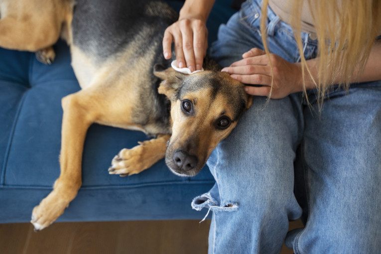 Pas nikad ne napada bez upozorenja: Evo znakova koje ne smete ignorisati