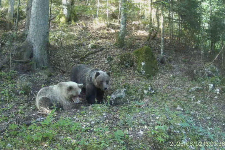 Oprez zbog medveda na Perućcu: Ženka sa tri mečeta se gotovo svakodnevno pojavljuje!