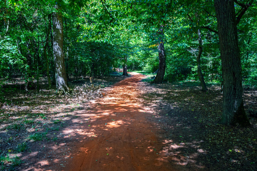 Kako je Bojčinska šuma postala Šervud? Obišli smo izletište nadomak Beograda gde se mangulice brčkaju, a krave slobodno šetaju (FOTO/VIDEO)