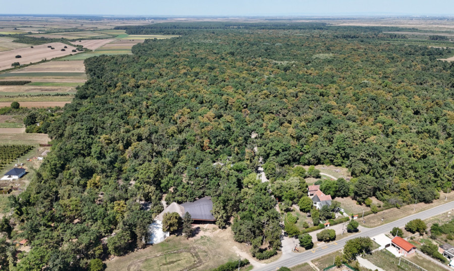 Kako je Bojčinska šuma postala Šervud? Obišli smo izletište nadomak Beograda gde se mangulice brčkaju, a krave slobodno šetaju (FOTO/VIDEO)