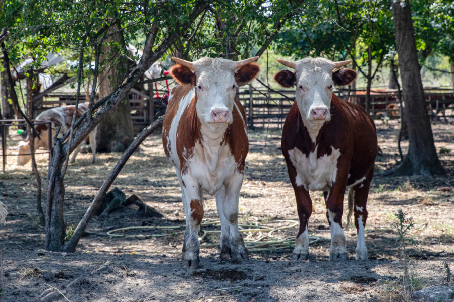 Kako je Bojčinska šuma postala Šervud? Obišli smo izletište nadomak Beograda gde se mangulice brčkaju, a krave slobodno šetaju (FOTO/VIDEO)