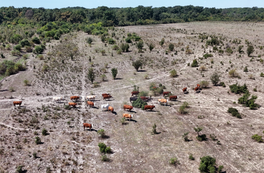 Kako je Bojčinska šuma postala Šervud? Obišli smo izletište nadomak Beograda gde se mangulice brčkaju, a krave slobodno šetaju (FOTO/VIDEO)