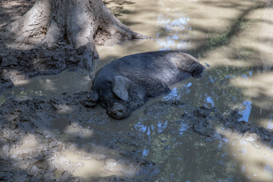 Kako je Bojčinska šuma postala Šervud? Obišli smo izletište nadomak Beograda gde se mangulice brčkaju, a krave slobodno šetaju (FOTO/VIDEO)