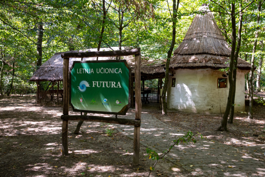 Kako je Bojčinska šuma postala Šervud? Obišli smo izletište nadomak Beograda gde se mangulice brčkaju, a krave slobodno šetaju (FOTO/VIDEO)