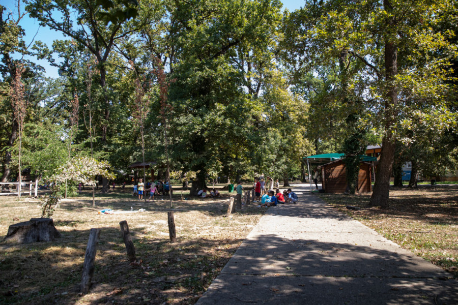 Kako je Bojčinska šuma postala Šervud? Obišli smo izletište nadomak Beograda gde se mangulice brčkaju, a krave slobodno šetaju (FOTO/VIDEO)