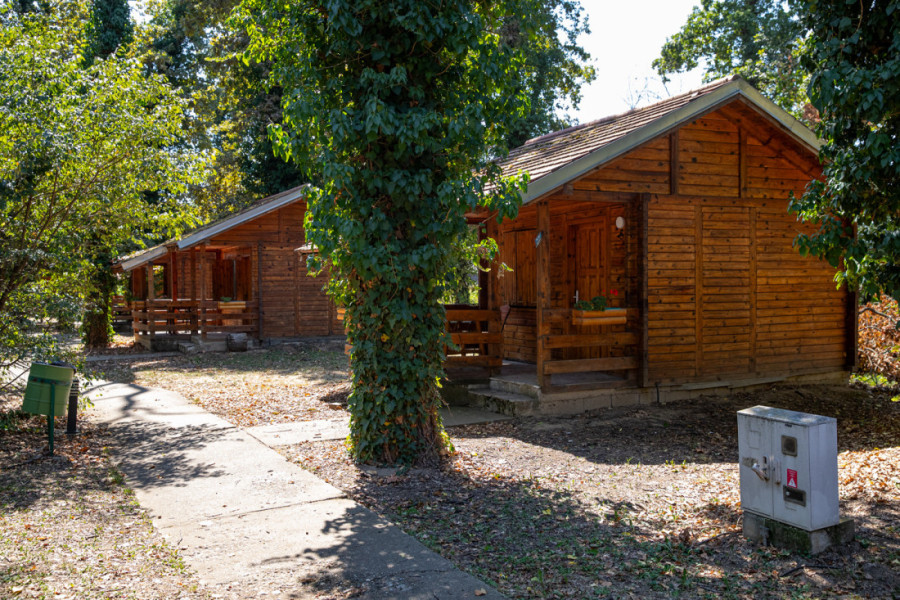 Kako je Bojčinska šuma postala Šervud? Obišli smo izletište nadomak Beograda gde se mangulice brčkaju, a krave slobodno šetaju (FOTO/VIDEO)