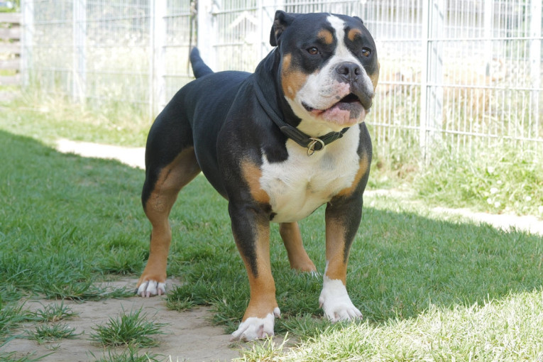 Drama u Mirijevu: Pas ugrizao dete za lice u kafiću!