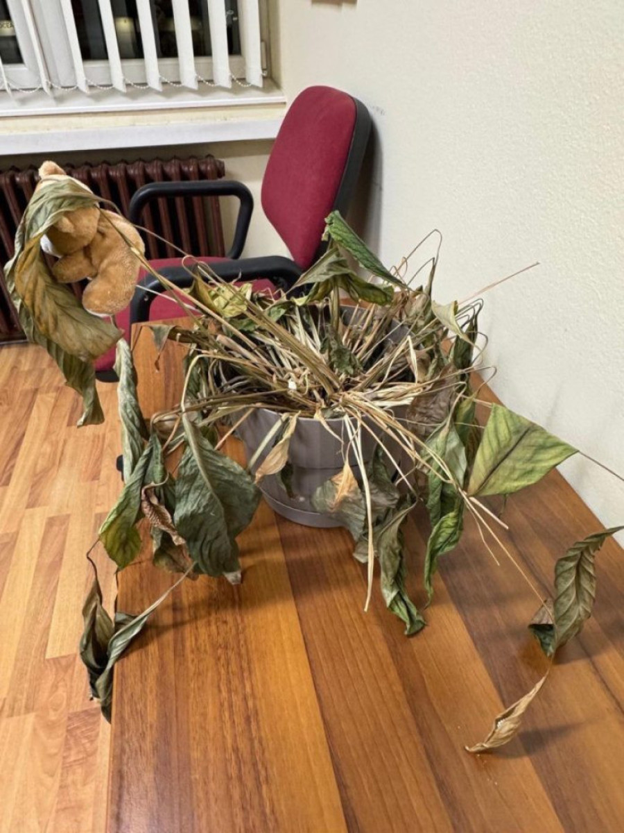 Pogledajte na šta liči fakultet: Blokaderi hoće da vode državu, a ni cveće ne znaju da sačuvaju!