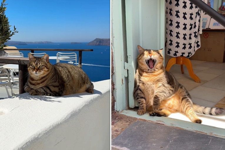 Upoznajte Brulu: Bucmastu macu sa Santorinija koja je osvojila srca na hiljade turista (VIDEO)
