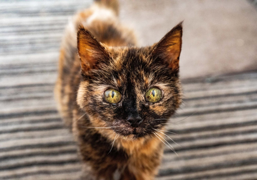 Zašto su narandžaste mačke skoro uvek mužjaci? Genetika krije svoje tajne