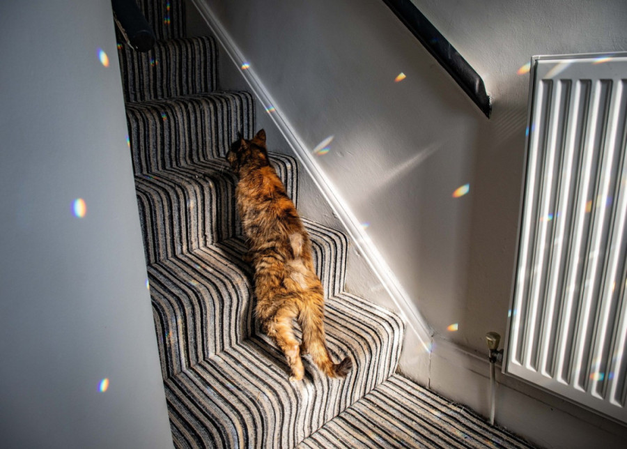 Priča o čudu zvanom Mili, tridesetogodišnjoj mački koja je starija od nameštaja u kući, ali i komšija u ulici