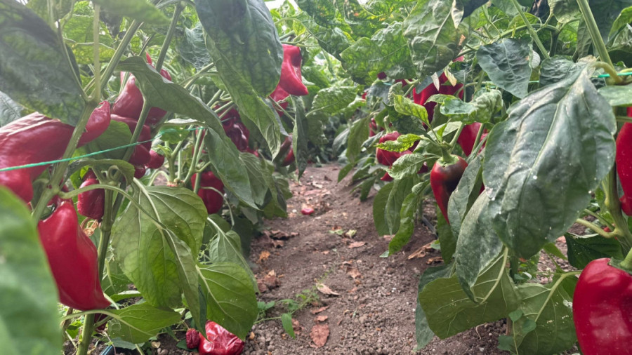 Njegoš je kralj paprike iz Prijepolja! Kilogram košta 250 dinara, a šalje je autobusom čak i za Nemačku!