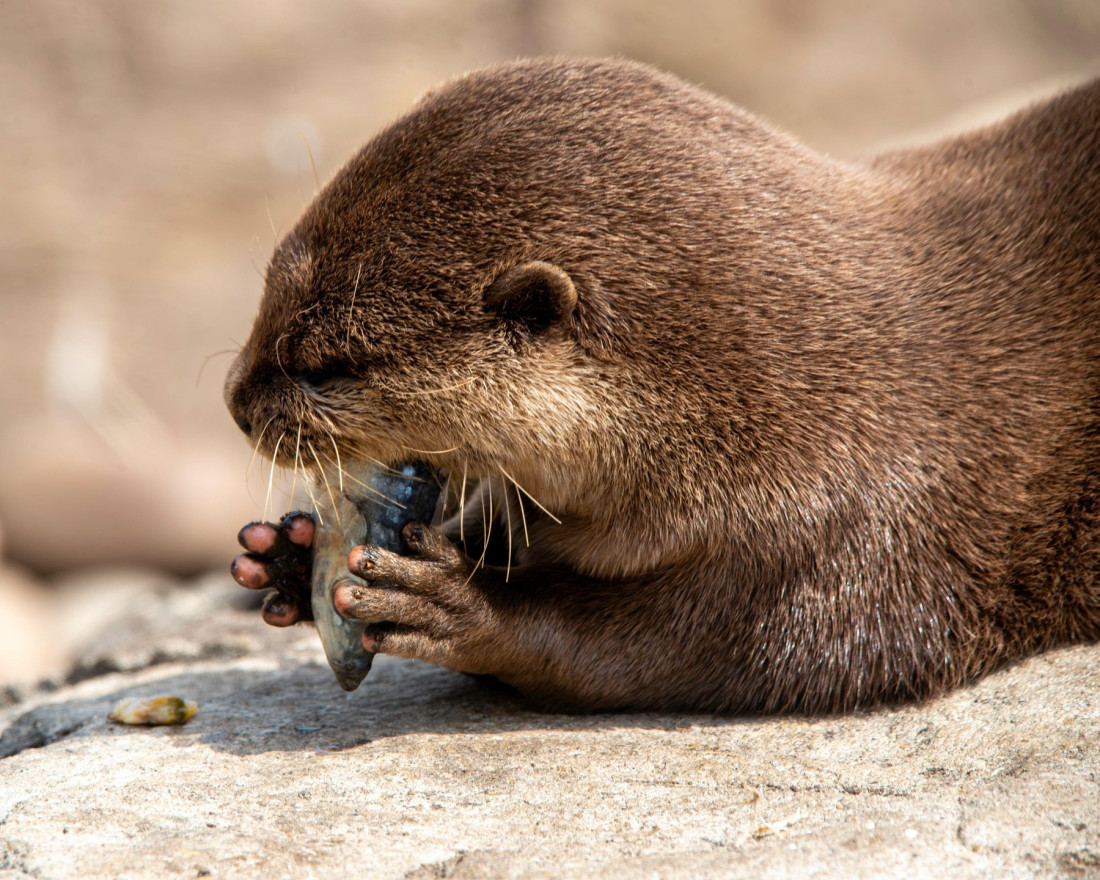 Tajne života zaštitnice reka i jezera: Životinja koja dok spava grli svog partnera