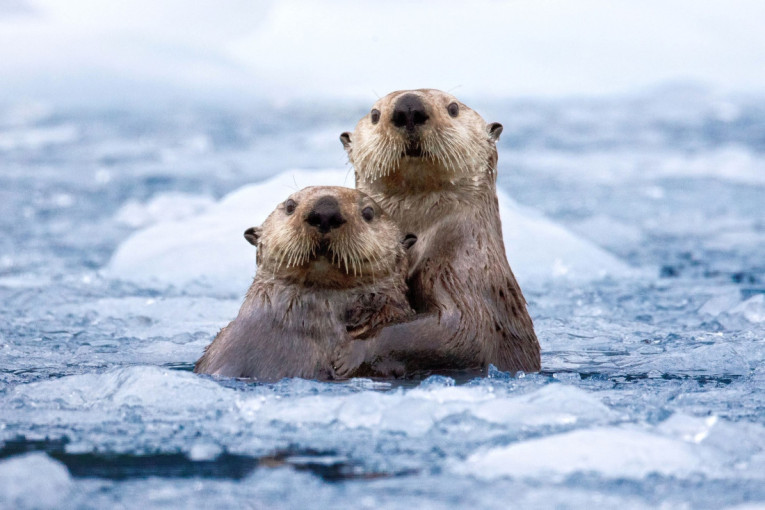 Tajne života zaštitnice reka i jezera: Životinja koja dok spava grli svog partnera