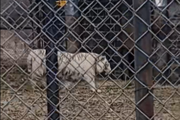 Kadar koji je nasmejao svet: Snimak bucmastog tigra postao je hit tek kada se pojavio iznenadni gost (VIDEO)
