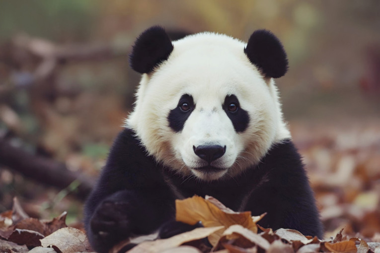 Plavo lice, zlatna kosa i život na visini: Retka vrsta majmuna koja je na ivici opstanka