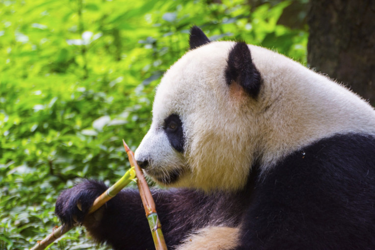 Šok: U pećini pronađeno 52 fosila džinovskih pandi!