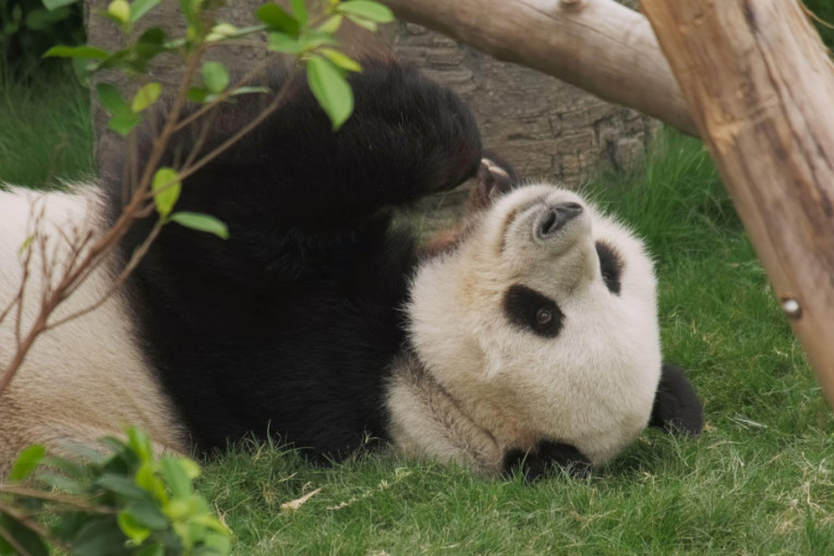 Sve što niste znali o pandi: Činjenice koje menjaju pogled na jednu od omiljenih životinja na svetu
