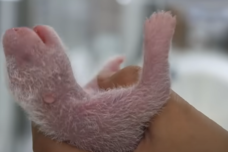 Sve što niste znali o pandi: Činjenice koje menjaju pogled na jednu od omiljenih životinja na svetu