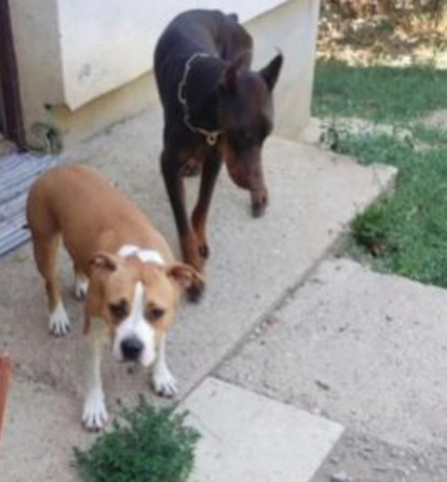 Bezdušnik samo ostavio pse zbog letovanja! Poslao poruku pansionu: "Udomite ih!" (VIDEO)