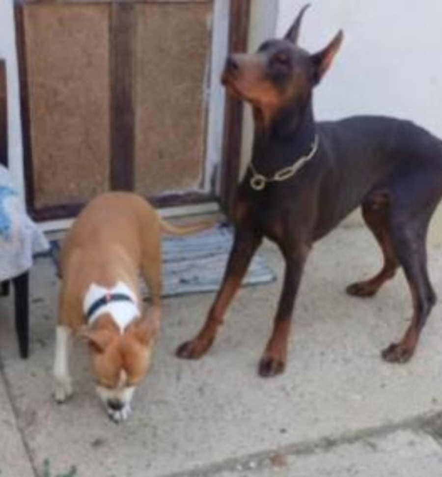 Bezdušnik samo ostavio pse zbog letovanja! Poslao poruku pansionu: "Udomite ih!" (VIDEO)