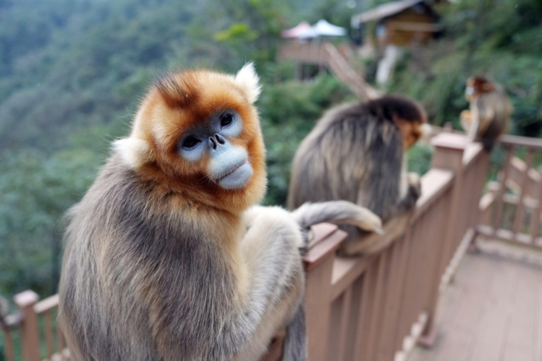 Plavo lice, zlatna kosa i život na visini: Retka vrsta majmuna koja je na ivici opstanka