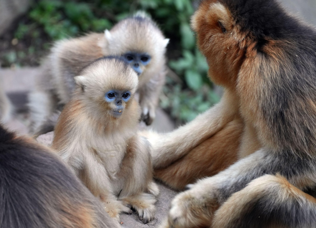 Plavo lice, zlatna kosa i život na visini: Retka vrsta majmuna koja je na ivici opstanka