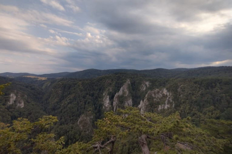 Srpske šume za ponos: Tara pred ulaskom na čuvenu UNESCO listu, nominovani lokaliteti Zvezda i Rača