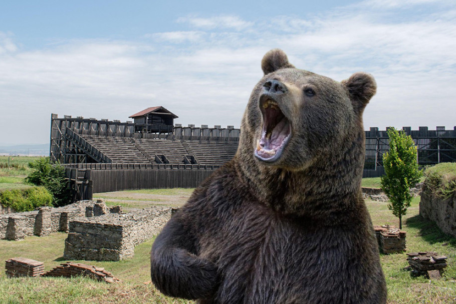 Novo otkriće: Gladijatori u areni Viminacijuma se borili protiv mrkog medveda!