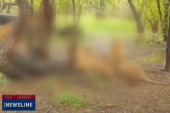 Jezivo: Čopor lavova pojeo čuvara pred turistima u safari parku! (VIDEO)