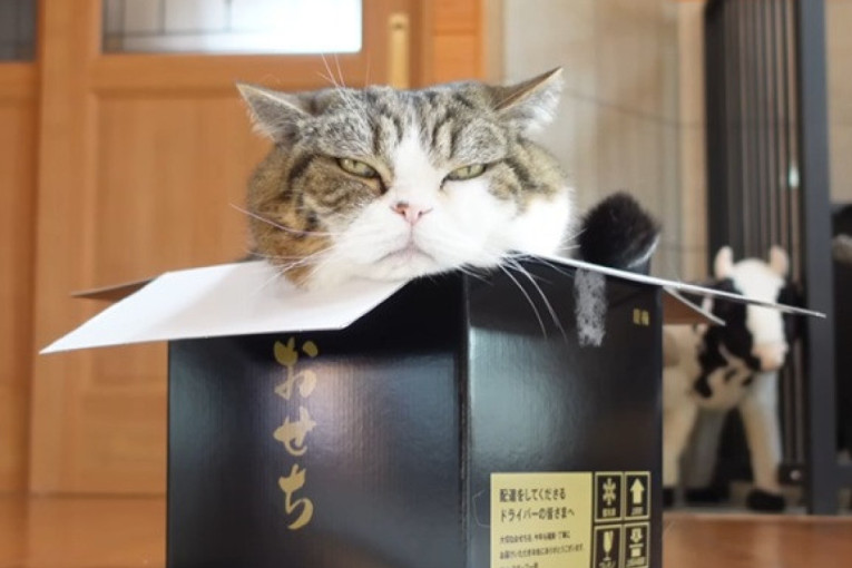 Upoznajte Cici, šarmantnu i svojeglavu čuvarku hrama: Privlači više pažnje od zidina, a svojom pojavom naglašava mistiku (FOTO)