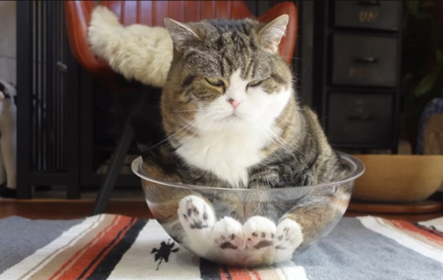 Zašto mačka prosipa vodu iz činije? Evo kada je to igra, a kada znak za uzbunu