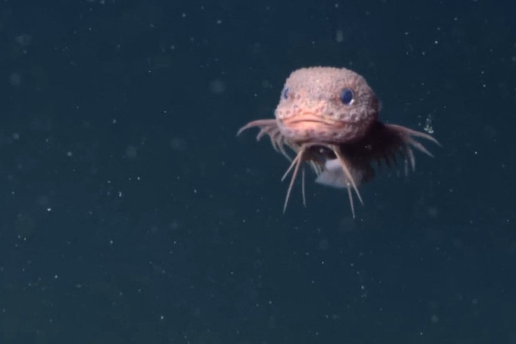 Neobično otkriće iz okeana: Roze riba koja se "smeje" menja pogled na život u dubinama