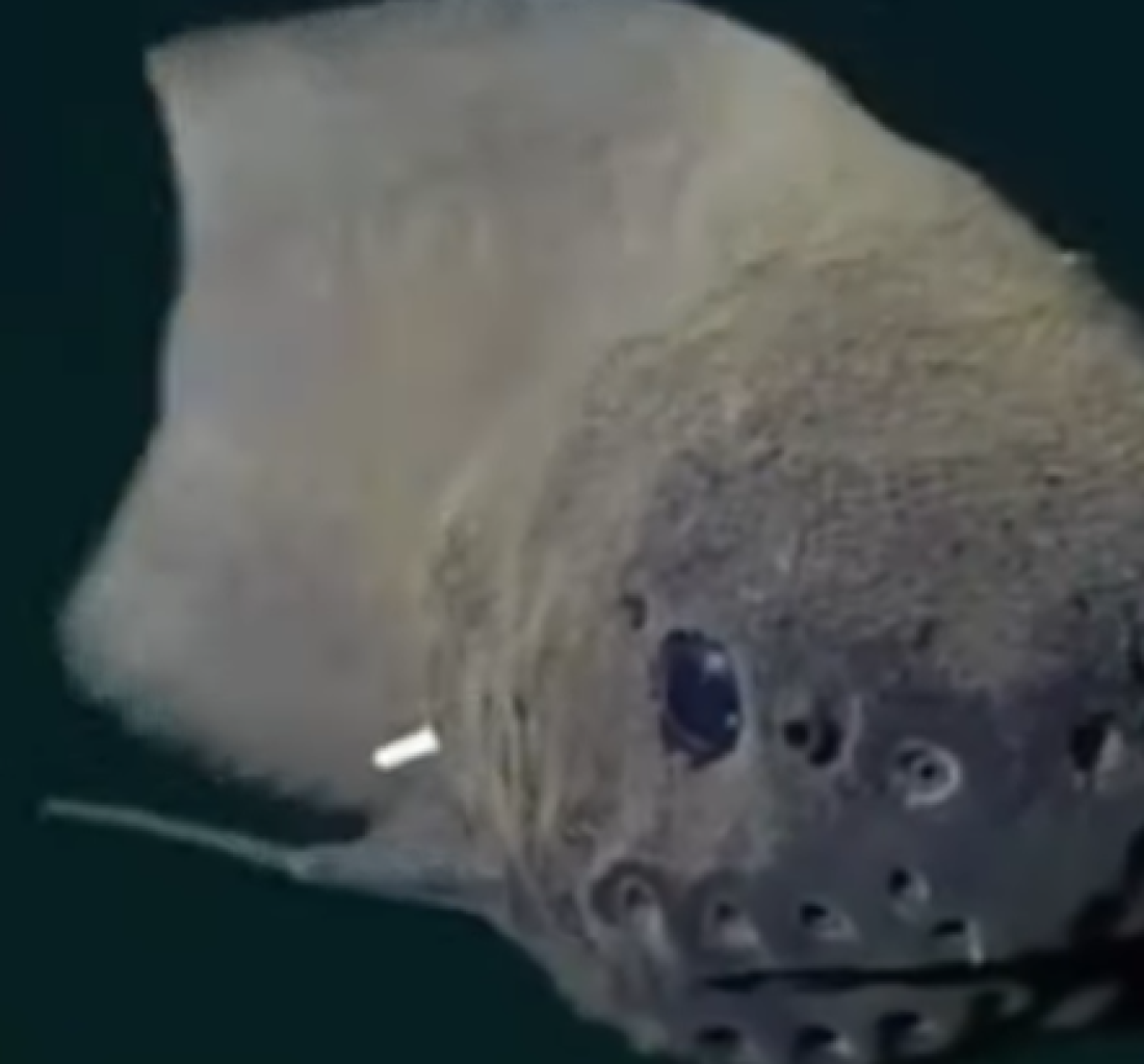 Neobično otkriće iz okeana: Roze riba koja se "smeje" menja pogled na život u dubinama