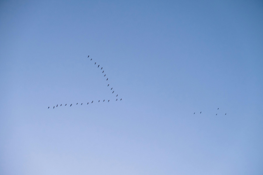 Misteriozni kod prirode: Ptice selice iz jednog razloga lete u savršenoj v formaciji