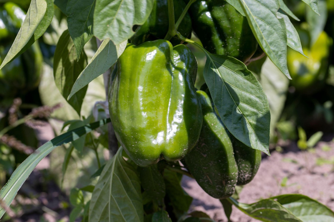 Paprika od 300 grama! Mladi iz Crepaje pokorili tržište zimnice