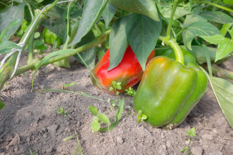 Paprika od 300 grama! Mladi iz Crepaje pokorili tržište zimnice