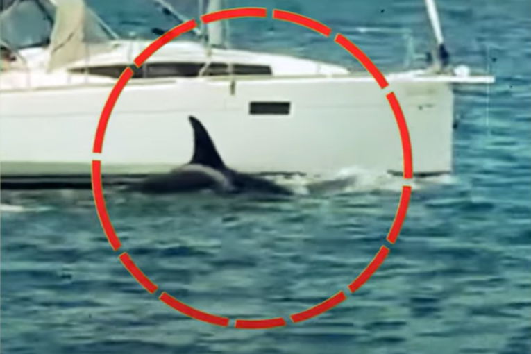 Jato kitova ubica potopilo jahtu u blizini Portugala! Snimljen napad krvoločnih orki (VIDEO)