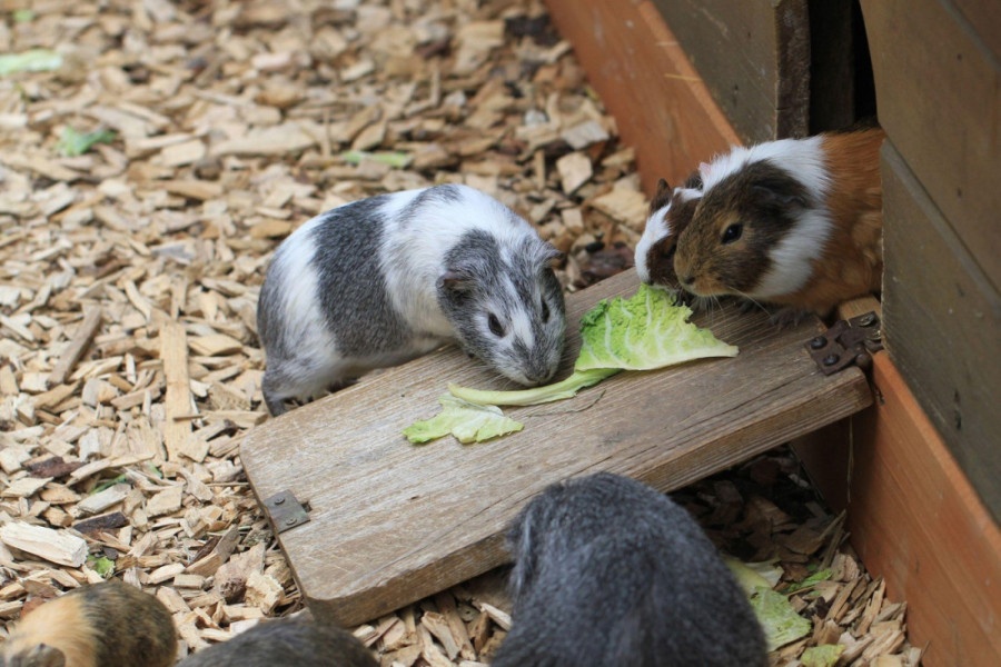 Kako se zamorac Rendi ušunjao među ženke i oplodio skoro stotinu njih? Zbog ljubavnog maratona vidno je smršao, ali je postao lokalna zvezda