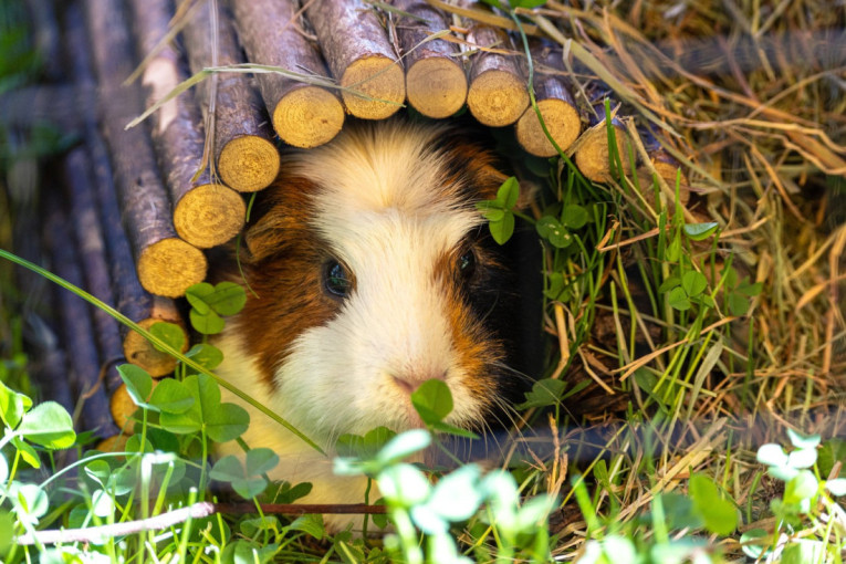 Kako se zamorac Rendi ušunjao među ženke i oplodio skoro stotinu njih? Zbog ljubavnog maratona vidno je smršao, ali je postao lokalna zvezda
